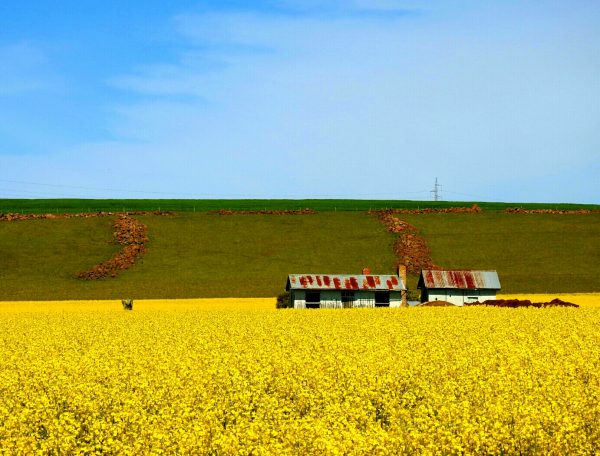 Canola Fields, photo taken by Gaby Bolton