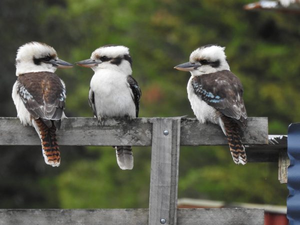 Family of Kookaburras in Inverleigh, photo taken by Andrea Bolton