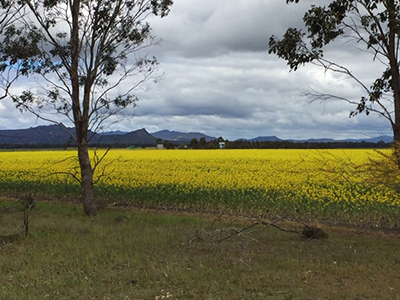 Canola fields in the Wimmera region